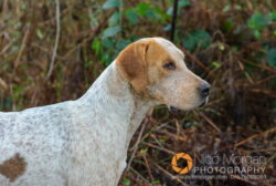 Cottesmore hounds explore Owston Wood.