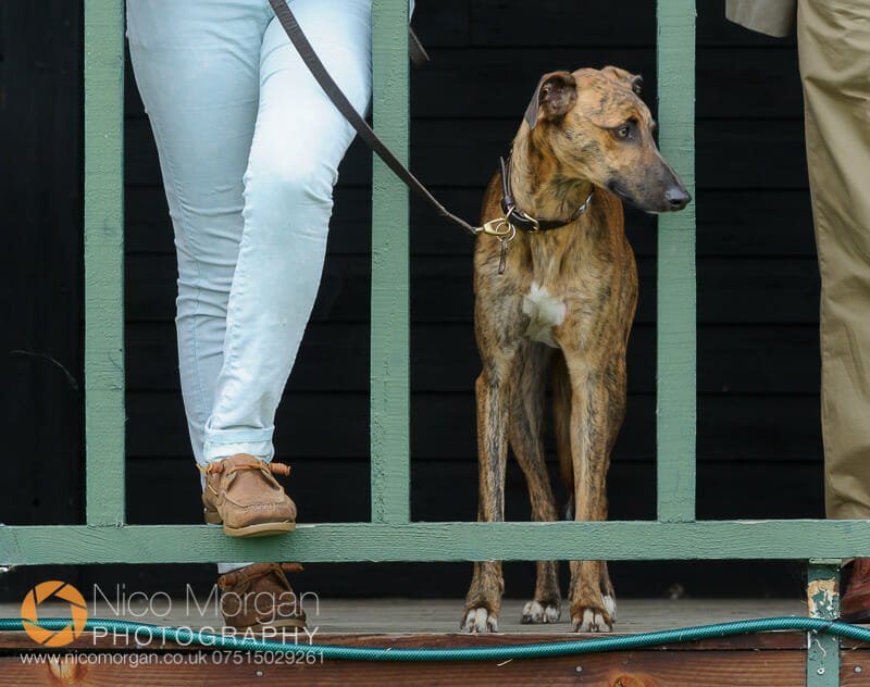 Gina Andrews dog watches form the balcony