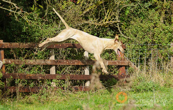 A Cottesmore hound jumping a fence near Mr Wilson's Covert