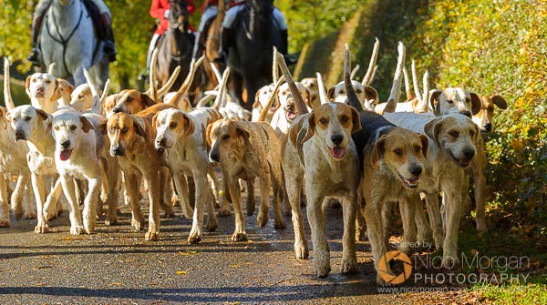 Cottesmore hounds