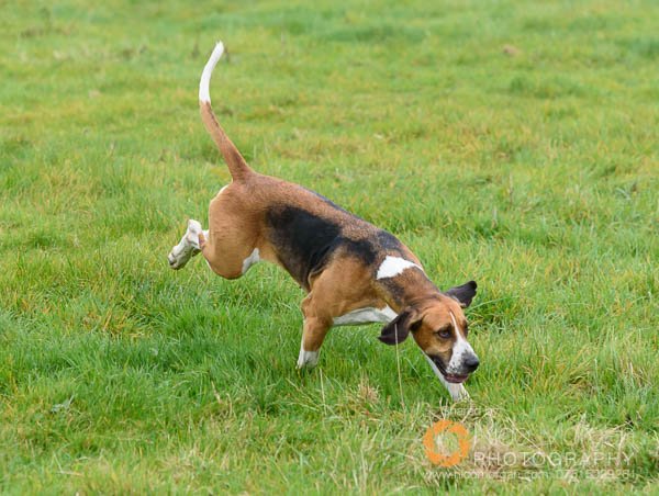 A Belvoir hound