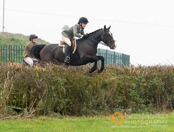 Jumping a hedge near Clawson Thorns with the Belvoir Hunt