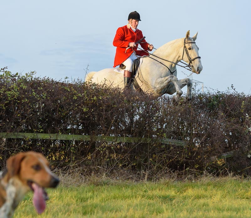 Jumping the last hedge
