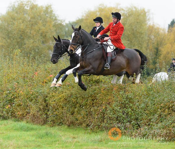 Jumping a hedge from the meet