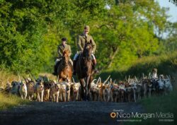Cottesmore-Hunt-Hound-Exercise-31Jul17-011-2