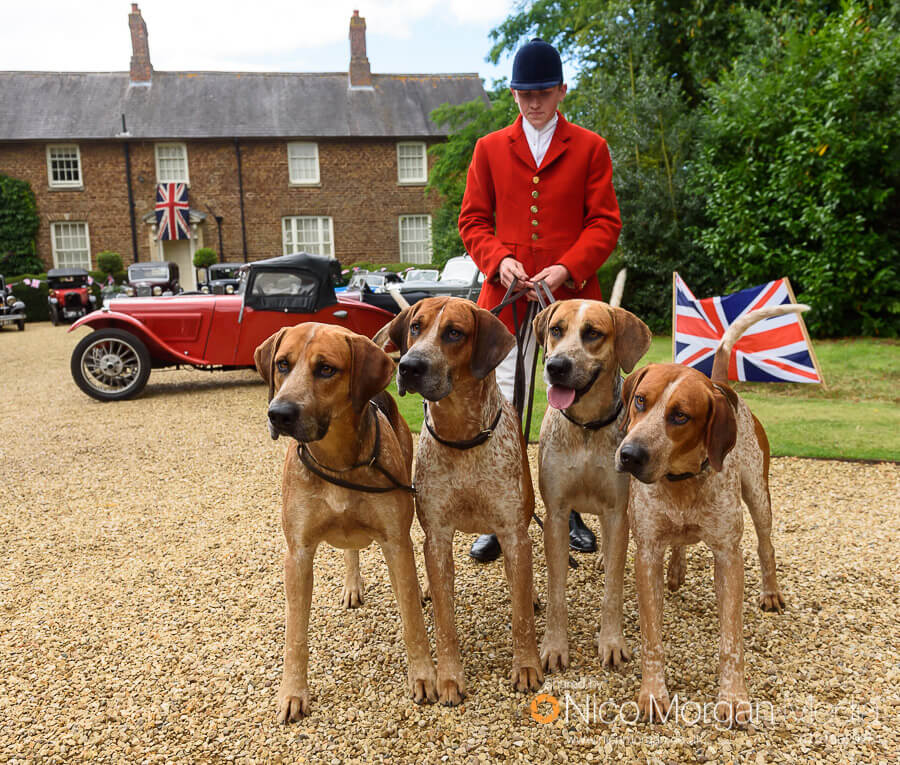 Cottesmore Hunt Whipper-In Hartley Crouch with some hounds