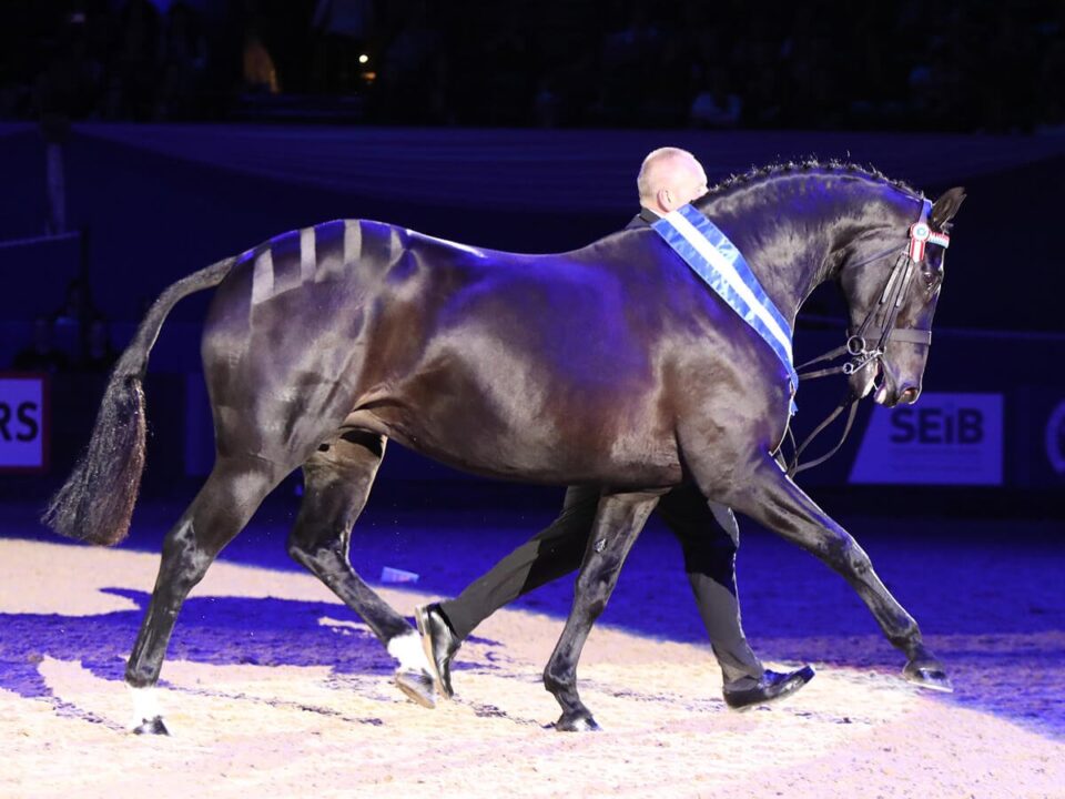 Broadstone Dolce Vita wins Cuddy Supreme In-Hand Championship at HOYS Broadstone Dolce Vita wins Cuddy Supreme In-Hand Championship at HOYS