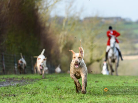 hounds follow the trail at Mrs Wilson's Covert