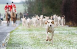 Single Quorn foxhound leading the pack into Eye Kettleby Hall.