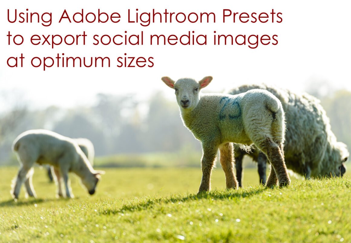 lambs in Little Dalby