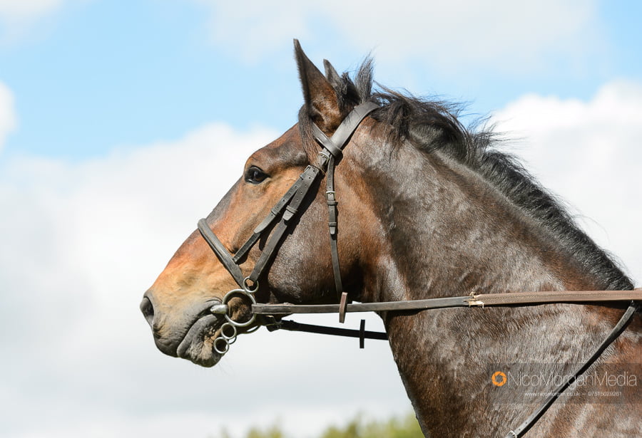 Portrait of a horse
