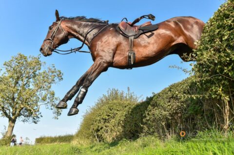 loose horse during belvoir team chase