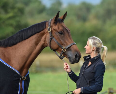 Equine Portrait Photography