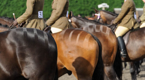 abstract view of a showing lineup