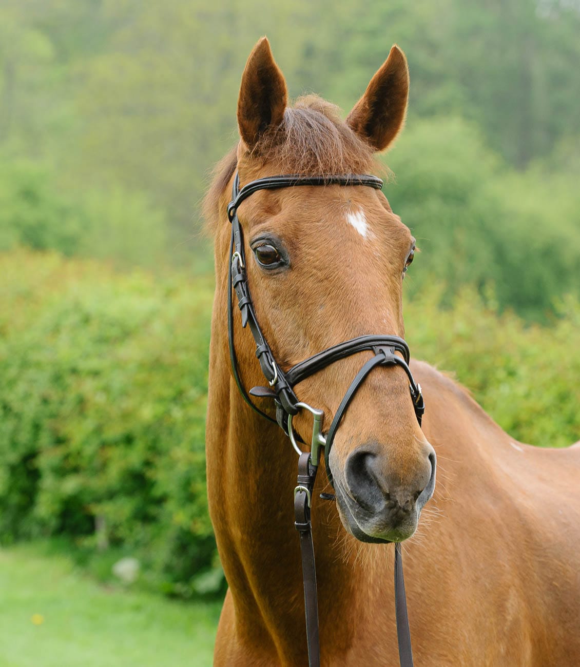 A relaxed portrait of OVER TO YOU for Horse & Hound