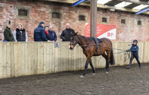 The Princess Royal visits Ingestre Stables